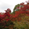 弥彦『もみじ谷』雨の紅葉