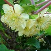 ビニルハウス内の様子と農作物の花たち