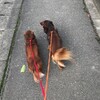 我が家の猟犬は頼りになるかしら？