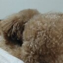 Rikitan3776’s diary
