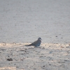 ワライバト Laughing Dove