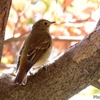  日本　文殊の森公園のサメビタキ？