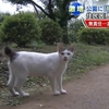 捨て猫100匹が住む千葉県の公園