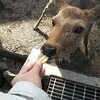 現地で休暇・・・・奈良公園で鹿と遊ぼう！