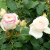 よしうみバラ公園のバラたち （95） ～ 花は心をあたためてくれる ～