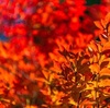 【秋色ガーデニング】紅葉が美しい中低木・・・