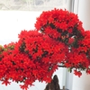 それでも花は咲く「のとキリシマツツジ展」