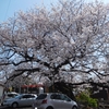 桜と名鉄　東幡豆