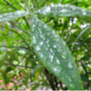 5月梅雨の雨上がり