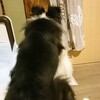 保護犬ジジは留守番ができない①