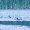 アメリカバン Common Gallinule