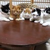 米が..高い (￣0￣)