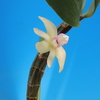 Dendrobium bicolense