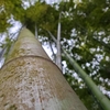 【お出かけ】プチ嵐山気分！竹林で心安らぐひととき (報国寺)