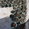鉢植えの剪定も終わっています