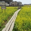 伊豆のみなみの菜の花畑