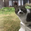 猫たちの関ヶ原