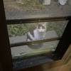 白黒ちゃんは早起き。みーちゃんに保護猫君にバルボ。