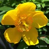 セイヨウキンシバイ Hypericum calycinum