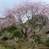 桜前線-4
