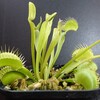 Dionaea 'Red Road / Oxford'