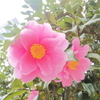  ピンクの花