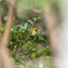 野鳥撮影のカメラ設定