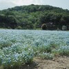 ネモフィラ畑へ
