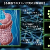 タンパク質の旅　～各臓器で分解されるタンパク質～