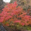 2018-紅葉狩りライド：檜原都民の森ブナの路で三頭山へ