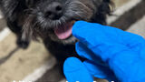 🐶solaの抗がん剤経口投与はこんな感じだよ・アルケランも溶けやすいのか？！