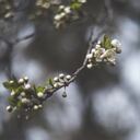 木の芽時を恐れてる