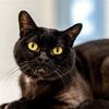 「ボンベイの目を引くゴールドの瞳」: 美しい被毛と大きな瞳で人々を魅了する猫。