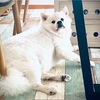 【487日目】書くことないので動物紹介