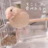 シナモン文鳥さん　口の中には何がある？