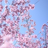 NIKKOR Z 35mm f/1.8 S と NIKKOR Z 50mm f/1.8 S と NIKKOR Z 85mm f/1.8 S はちょうどいい感じの高性能単焦点レンズ