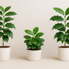 【コーヒーの木】深い緑の葉が魅力☕️おしゃれで育てやすい観葉植物🌿育て方ガイド