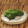 苔盆景（山苔アラハ、楕円平鉢）