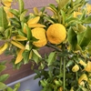 【ガーデニング】【家庭菜園】花柚子が色づいてきました✨