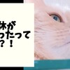 【ニャンズ・あぅブログ】9連休が終わったって本当ですか？（困惑）