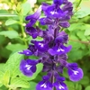 ブルーサルビアの花