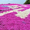 花夢の里（かむのさと）の花風景 ② （広島県世羅郡世羅町）