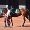 昨年末に帰厩済。次走は２６日の中京・プロキオンＳを予定。ＣＷコースでの追い切りを解禁しています。☆ロコポルティ