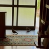 鳩