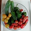 夏野菜ラストスパート