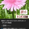 桃色蒲公英の開花と西洋蒲公英、ノゲシの授粉試験結果