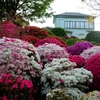 東京のツツジを訪ねる旅③「第54回 文京つつじまつり 根津神社つつじ苑」