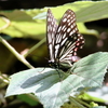 アカボシゴマダラ