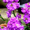 今咲いている春の花々