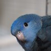 サザナミインコと暮らしてみて